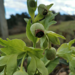 Helleborus foetidus - Semences du Puy