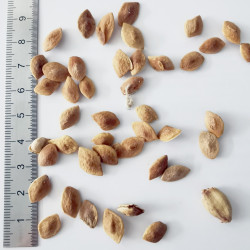 Graines de Cassia corymbosa avec coques - Semences du Puy
