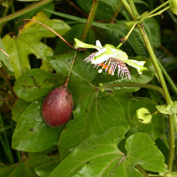 Passiflora adenopoda de Barry Hammel, CC BY NC SA 2.0 via Flickr