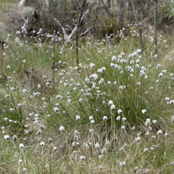 Eriophorum vaginatum de Krzysztof Ziarnek, Kenraiz, CC BY-SA 4.0, via Wikimedia Commons Eriophorum vaginatum de Krzysztof Ziarnek, Kenraiz, CC BY-SA 4.0, via Wikimedia Commons