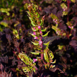 Perilla frutescens var. crispa de H. Zell, CC BY-SA 3.0, via Wikimedia Commons