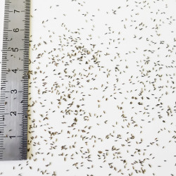 Graines d'Artemisia vulgaris - Semences du Puy