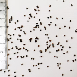 Graines de Colchicum autumnale - Semences du Puy