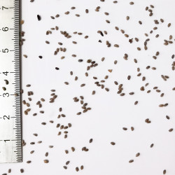 Graines de Geranium pusillum - Semences du Puy