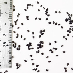 Graines de Salvia roemeriana Arriba - Semences du Puy