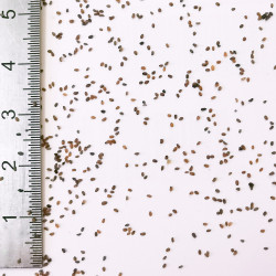 Graines de Veronica incana - Semences du Puy