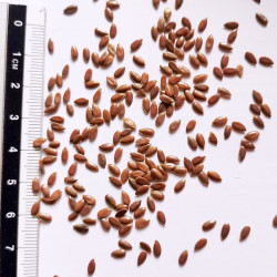 Graines de Linum usitatissimum (à semer) - Semences du Puy