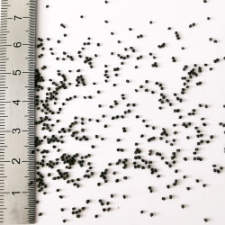 Graines de Lychnis coronaria - Semences du Puy