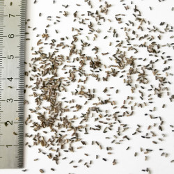 Graines de Verbena officinalis - Semences du Puy