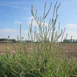 Verbena officinalis de Takiwasi, CC BY-SA 4.0, via Wikimedia Commons