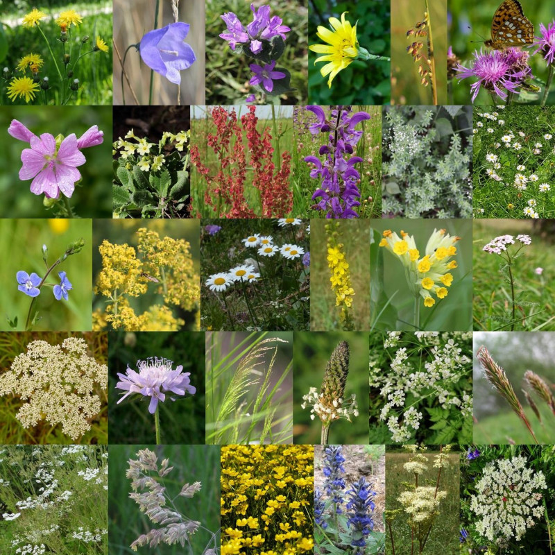 Photos du mélange de fleurs sauvages pour terrains lourds et humides via Wikimedia Commons