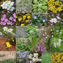 Photos mélanges de fleurs et graminées pour cimetière et stabilisé via Wikimedia Commons