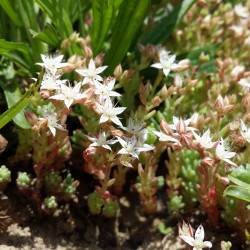 Sedum hispanicum de Stefan.lefnaer, CC BY-SA 4.0, via Wikimedia Commons