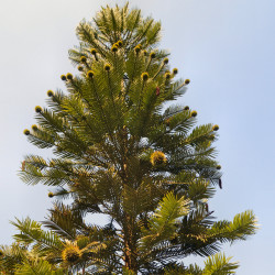 Wollemia nobilis par AndyScott Wikimedia