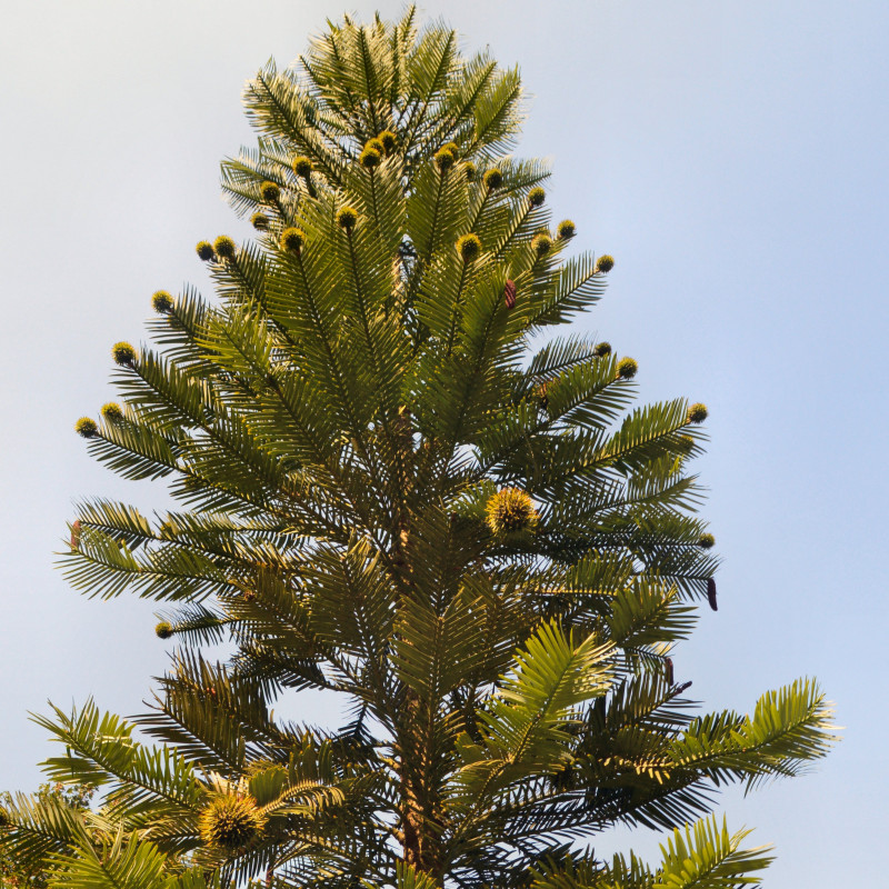 Wollemia nobilis par AndyScott Wikimedia Wollemia nobilis par AndyScott Wikimedia