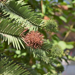 Wollemia nobilis par Krzysztof Ziarnek, Kenraiz Wikimedia Wollemia nobilis par Krzysztof Ziarnek, Kenraiz Wikimedia