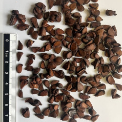 Graines de Pseudocydonia sinensis par Semences du Puy