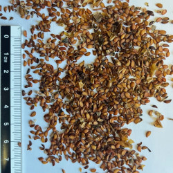 Graines de Sorbus commixta par Semences du Puy