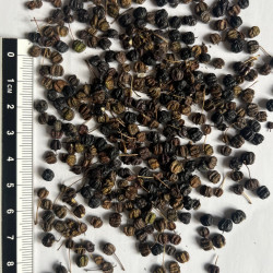 Graines de Kalopanax septemlobus par Semences du Puy