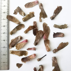 Graines d'Acer japonicum - Semences du Puy