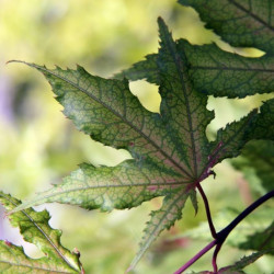 Acer palmatum Aka shigitatsu sawa de Photo by David J. Stang, CC BY-SA 4.0, via Wikimedia Commons