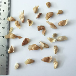 Graines de Pseudolarix kaempferi/amabilis - Semences du Puy