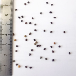 Graines de Ceanothus sanguineus - Semences du Puy