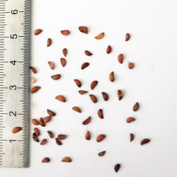 Graines de Sorbus commixta - Semences du Puy