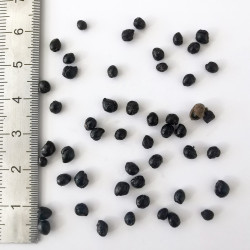 Graines de Zanthoxylum clava herculis - Semences du Puy