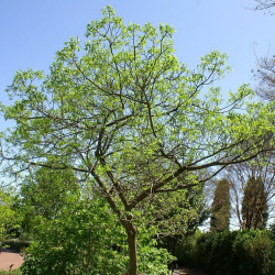 Zanthoxylum clava herculis de David J. Stang, CC BY-SA 4.0, via Wikimedia Commons