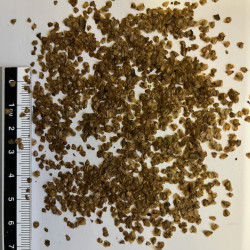 Graines d'Alnus crispa - Semences du Puy