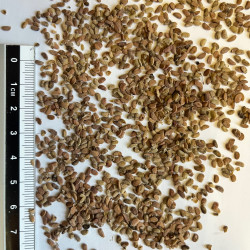 Graine d'Aralia spinosa - Les semence du Puy