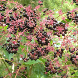 Aralia spinosa Phillip Merritt CC BY-NC-SA 2.0 Via flickr