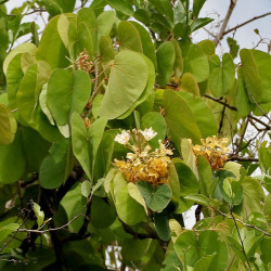 Bauhinia vahlii J.M.Garg, CC BY 3.0, via Wikimedia Commons