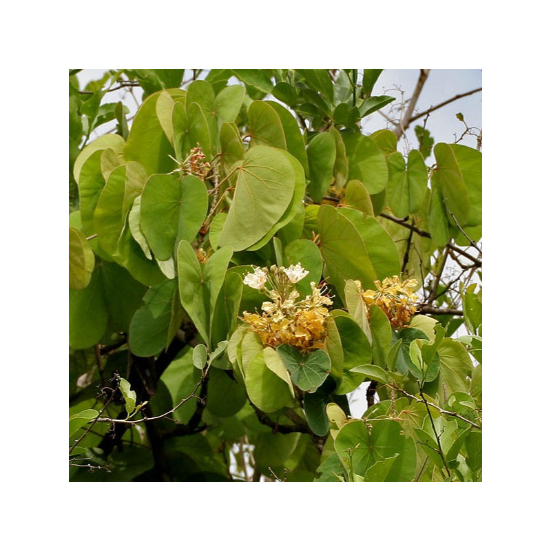 Bauhinia vahlii J.M.Garg, CC BY 3.0, via Wikimedia Commons