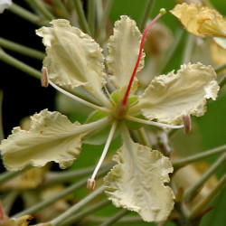 Bauhinia vahliiJ.M.Garg, CC BY 3.0, via Wikimedia Commons 2