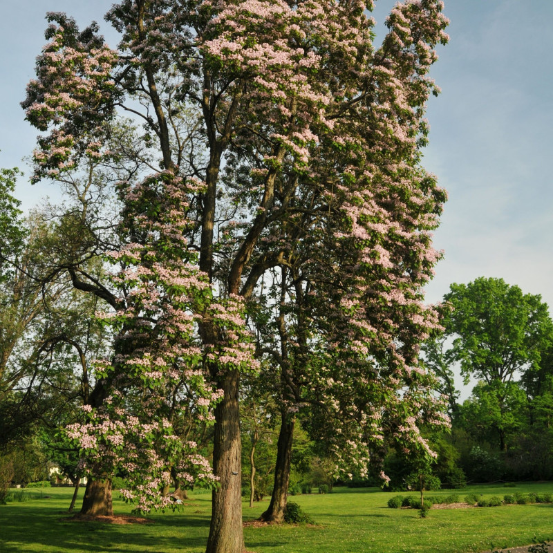 Catalpa bungei HorsePunchKid, CC BY-SA 3.0, via Wikimedia Commons