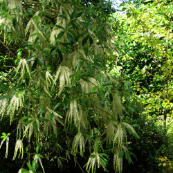 Cyrilla racemiflora peganum, CC BY-SA 2.0, via Wikimedia Commons