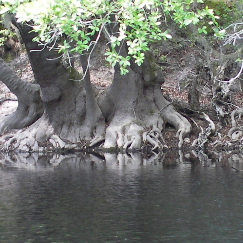 Nyssa ogeche FloridaSwampFlower, CC BY-SA 3.0, via Wikimedia Commons