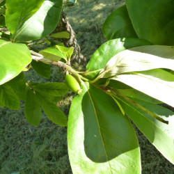 Nyssa ogeche, Wendy Cutler, CC BY 2.0, via Flickr