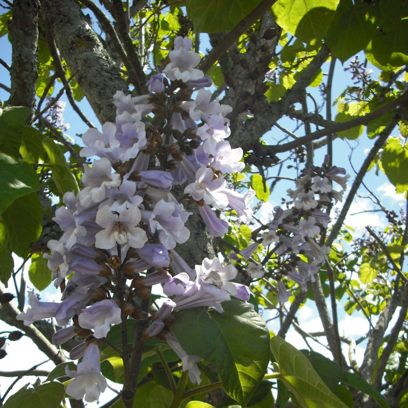 Paulownia elongata Auckland Museum, CC BY 4.0, via Wikimedia Commons