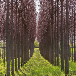 Paulownia elongata, John, via Pixabay