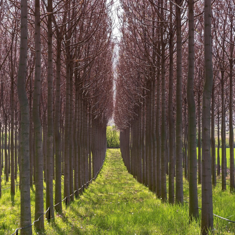 Paulownia elongata, John, via Pixabay