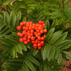 Sorbus Sitchensis Jesse Taylor, CC BY-SA 3.0, via Wikimedia Commons