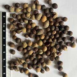 Graines de Styrax americanus - Les semences du Puy