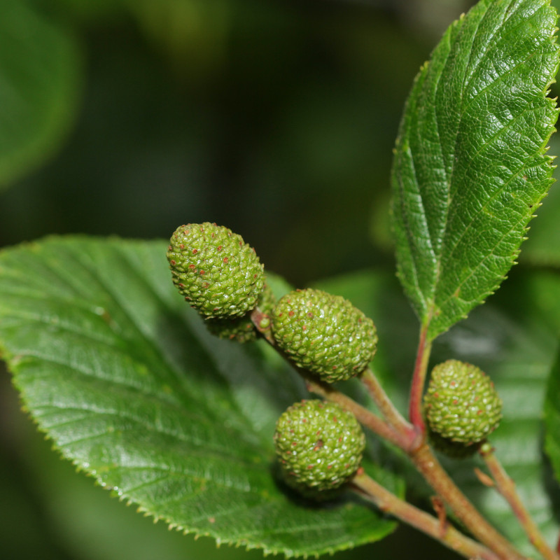 Alnus crispa Cotinis CC BY-NC 2.0 Via Flickr