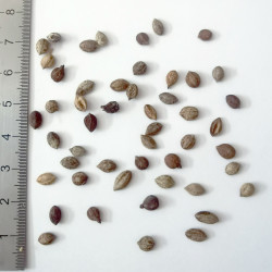 Graines de Viburnum cassinoides - Semences du Puy