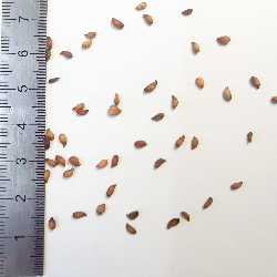 Graines de Sorbus sitchensis - Les semences du Puy