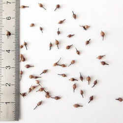 Graine de Cyrilla racemiflora - LesSemences du Puy