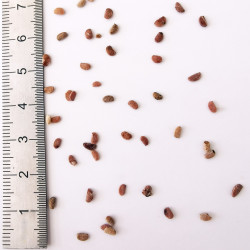 Graines d'Aralia spinosa - Semences du Puy